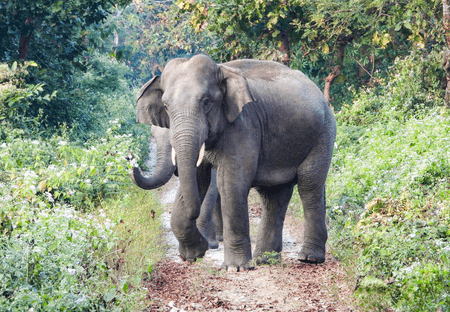 Bengaluru elephant attack: Rs 20 lakh compensation announced for victim’s kin