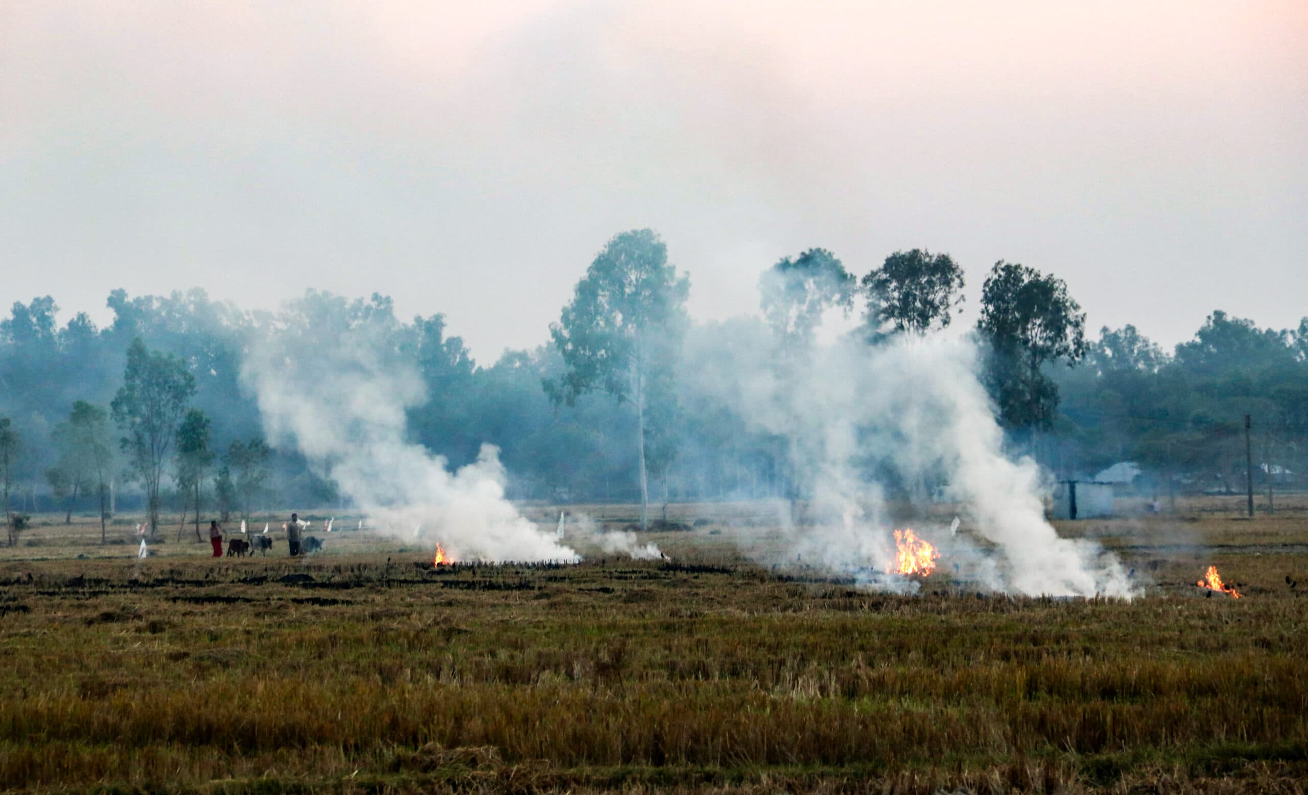 Dakshin Dinajpur: A farmer burns paddy stubble after harvest in a field near Balurghat, Dakshin Dinajpur district, West Bengal, on Sunday, December 14, 2025. (Photo: IANS)