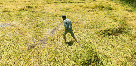 Maha govt declares surveys in 19 more talukas beyond declared drought areas